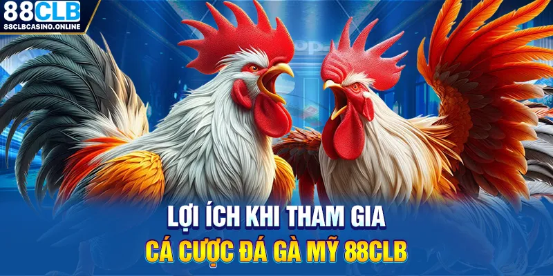 Đá Gà Mỹ